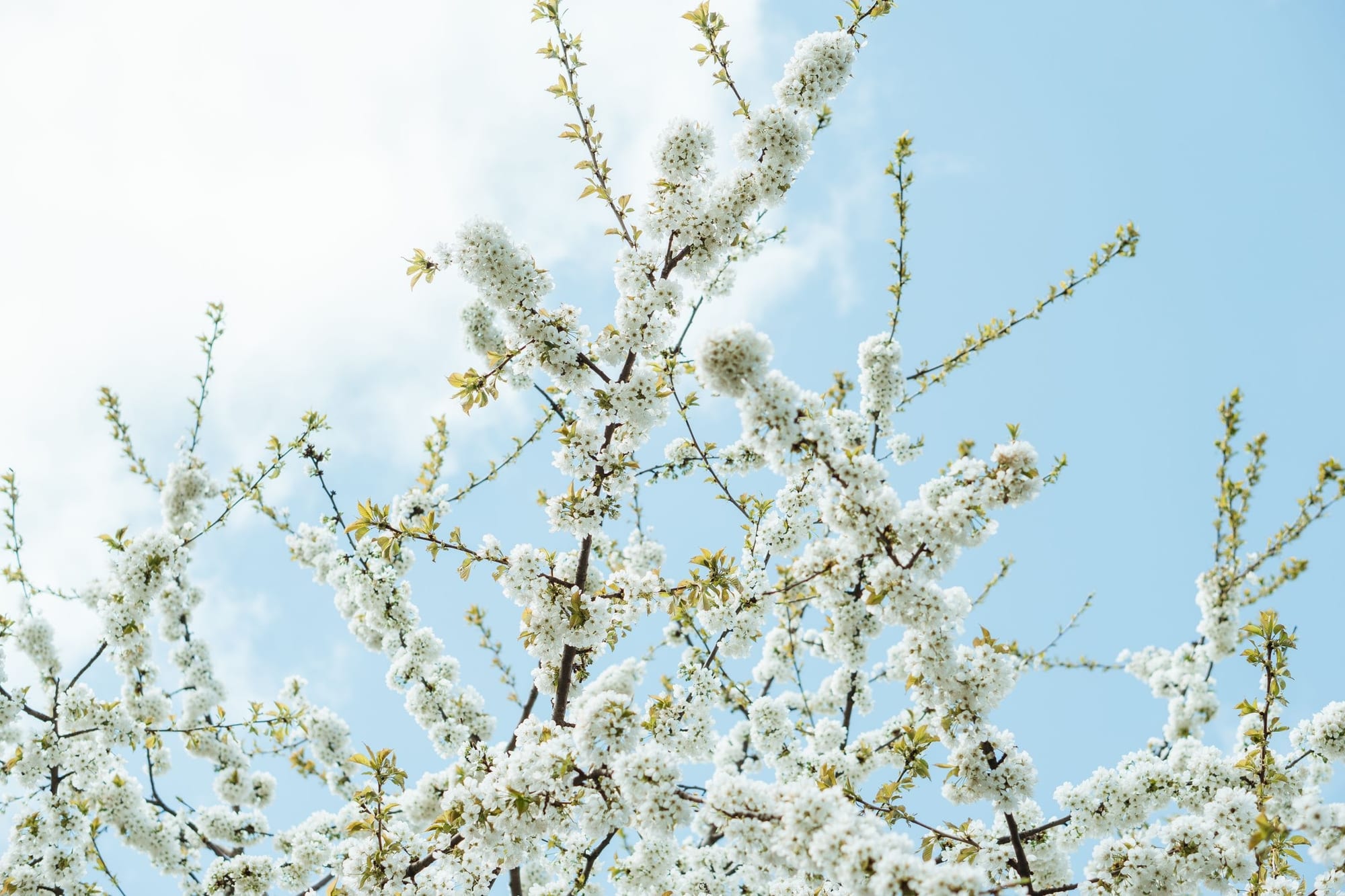Blommande träd på våren