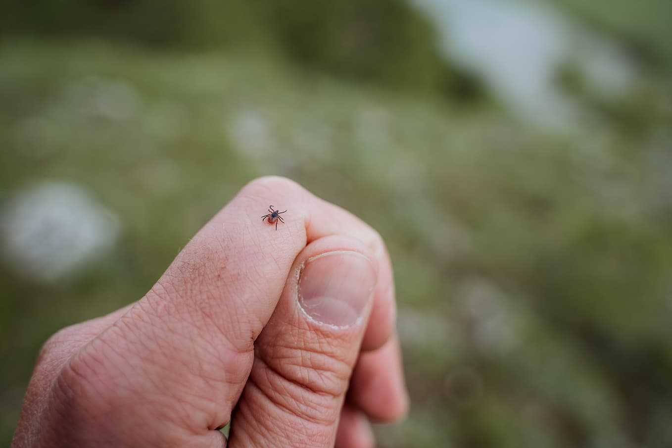 Närbild av en fästing på en persons finger i naturmiljö. Fästingar kan sprida borrelia och TBE genom bett. Viktigt att snabbt ta bort fästingen för att minska risken för infektion. Läs mer om fästingbett, borrelia och behandling på Doktera.
